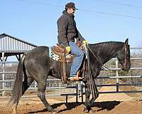 barrel-racing-quarter-horse