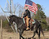 breeding-quarter-horse