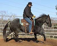 cowboy-mounted-shooting-quarter-horse