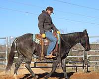 calf-roping-quarter-horse