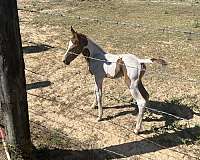 sorrel-tennessee-walking-filly