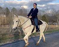 white-gray-gelding-dark-skin-horse