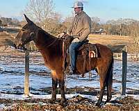 white-gray-gelding-dark-skin-horse