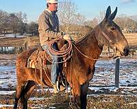 white-gray-gelding-dark-skin