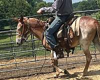 white-gray-gelding-dark-skin-horse