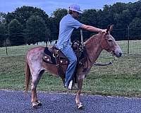 white-gray-gelding-dark-skin