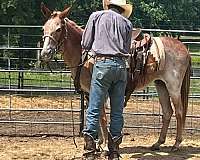 white-draft-horse