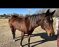 barrel-racing-quarter-horse