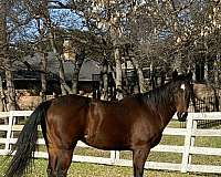 english-pleasure-quarter-horse