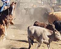 calf-roping-quarter-horse