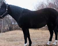 all-around-quarter-horse