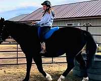 beginner-quarter-horse