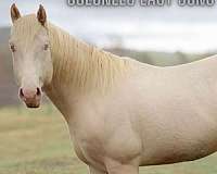 blue-eyed-quarter-horse