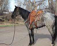 all-around-draft-horse