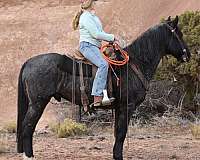 athletic-draft-horse