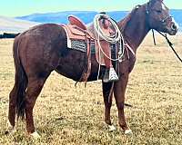 calf-roping-quarter-horse