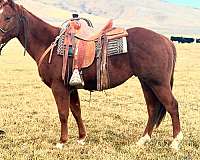 athletic-quarter-horse