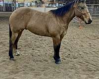 all-around-quarter-horse