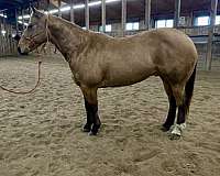 athletic-quarter-horse