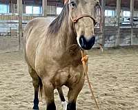 calf-roping-quarter-horse