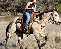 barrel-racing-quarter-horse