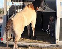 dappled-quarter-horse