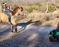 equitation-quarter-horse