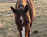 breeding-quarter-horse