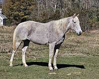 quarter-horse-for-sale