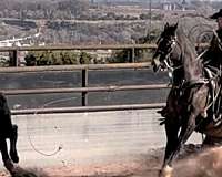 calf-roping-quarter-horse