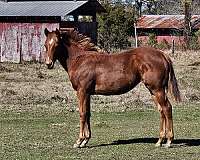 quarter-horse-filly