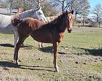 quarter-horse-for-sale