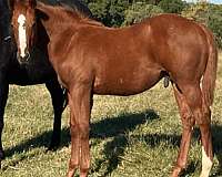 quarter-horse-colt