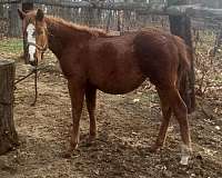 quarter-horse-for-sale