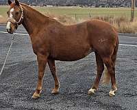 calf-roping-quarter-horse