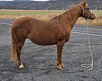 athletic-quarter-horse