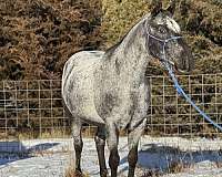 flashy-appaloosa-horse