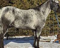 all-around-appaloosa-horse