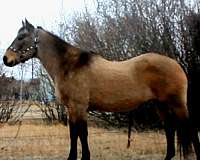 all-around-quarter-horse