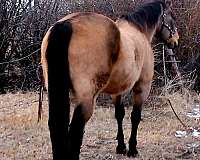 athletic-quarter-horse