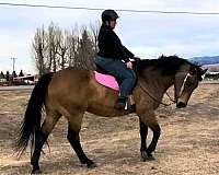 beginner-quarter-horse