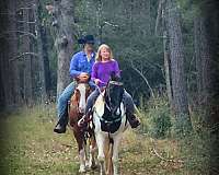 family-spotted-saddle-horse