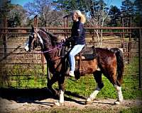 kids-missouri-fox-trotter-horse