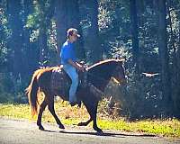 family-quarter-horse