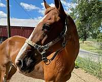 motivated-seller-tennessee-walking-horse