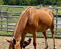 teens-tennessee-walking-horse