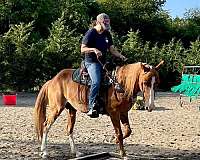 affordable-tennessee-walking-horse