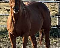 paddys-irish-whiskey-quarter-horse