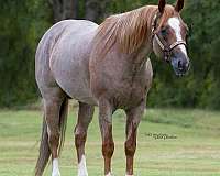 aqha-broodmare-mare