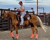 aqha-quarter-horse